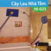 Cây lau tường 2 mét